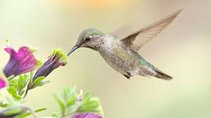 colibri en vol vers fleurs