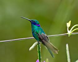 colibri